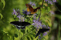 Spicebush Swallowtail and Aphrodite Fritillary, photo by Sasha Vasko via Flickr