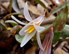 Photo of a trout lily