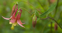 Columbine, open and closed