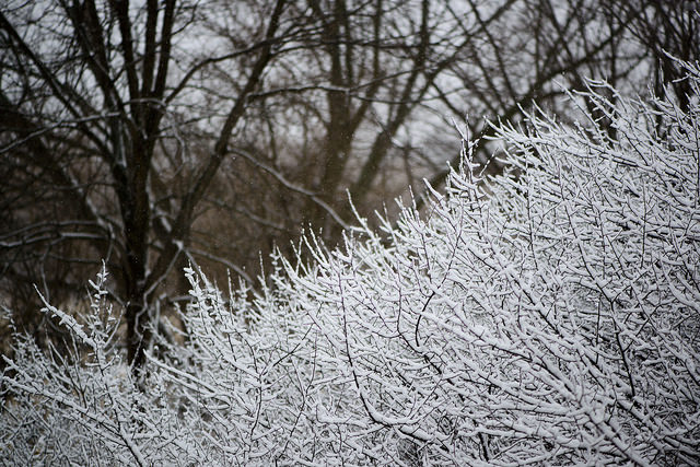 Photo of snow on branches