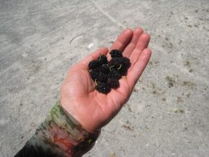 photo of hand holding mulberries