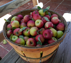 photo of basket of apples