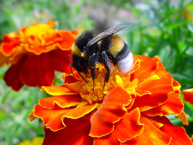 A bumble-bee examining a tagetes flower.