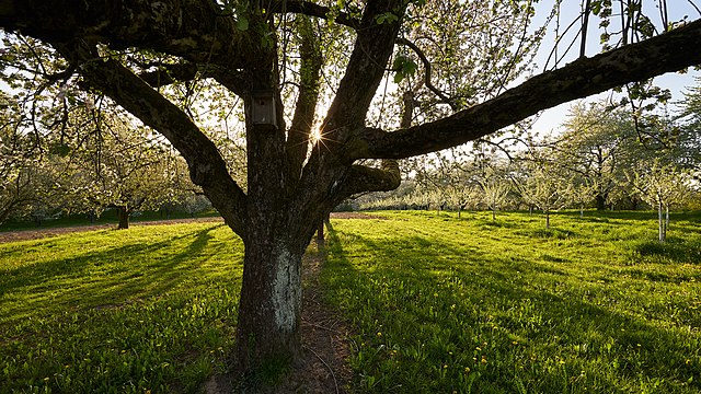 Spring Tree Photo