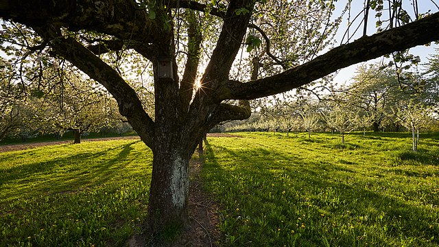 For the Love of TREES!