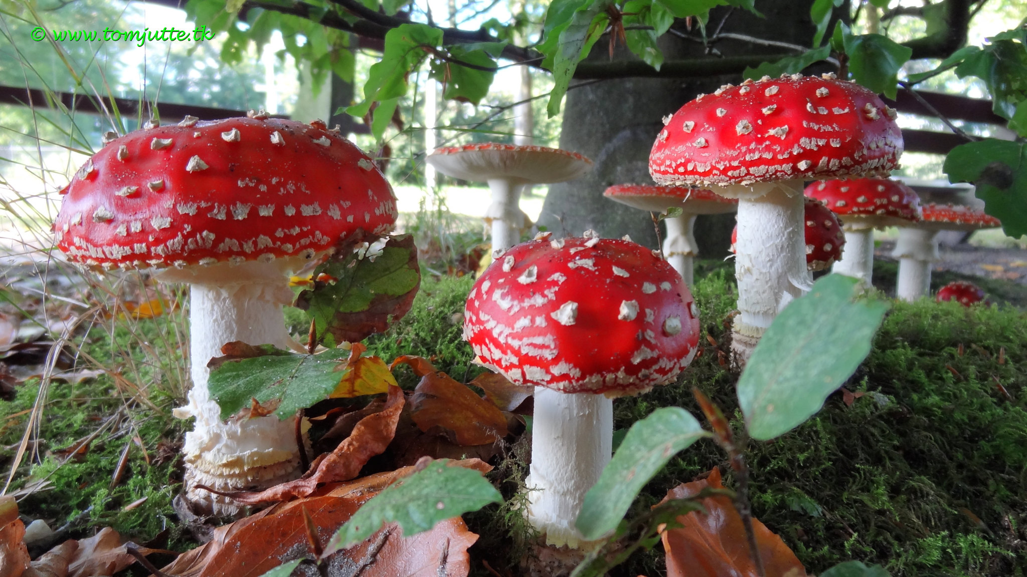 Red toadstools with white spots and white stems