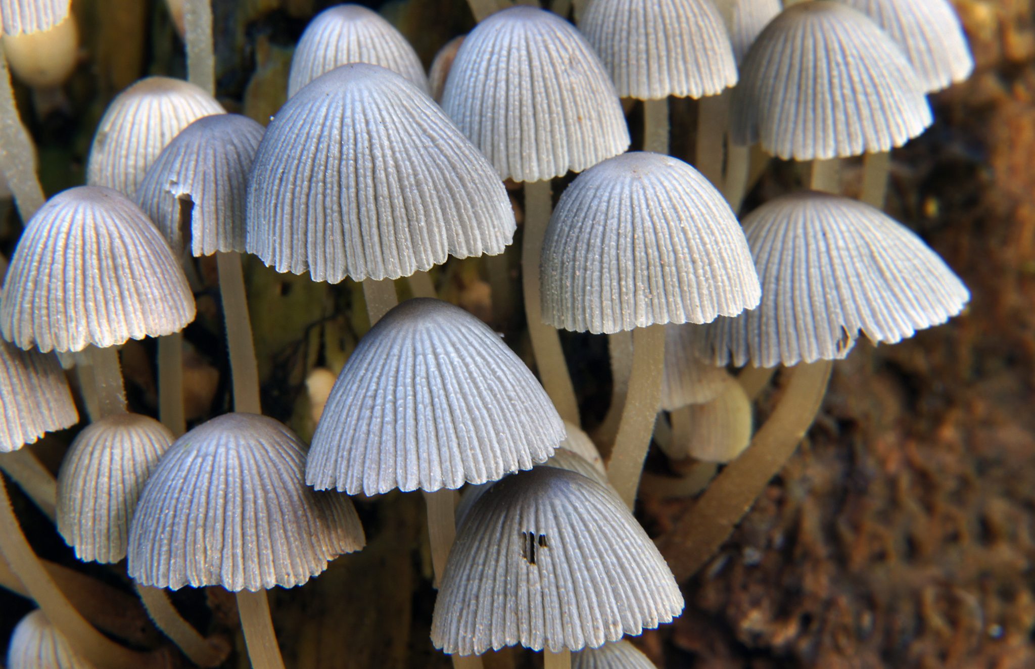 cluster of gray mushrooms