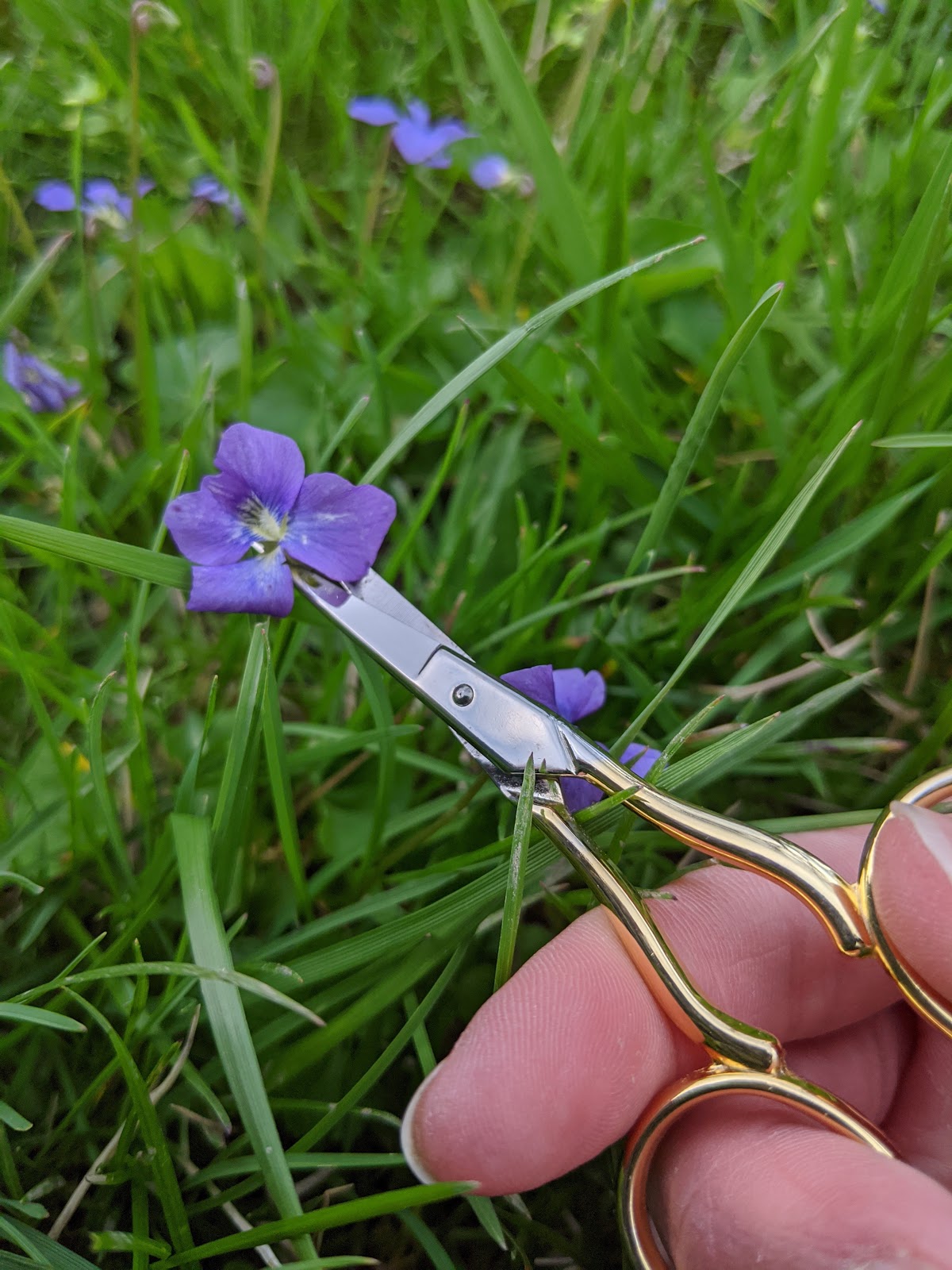 DIY Violet Syrup