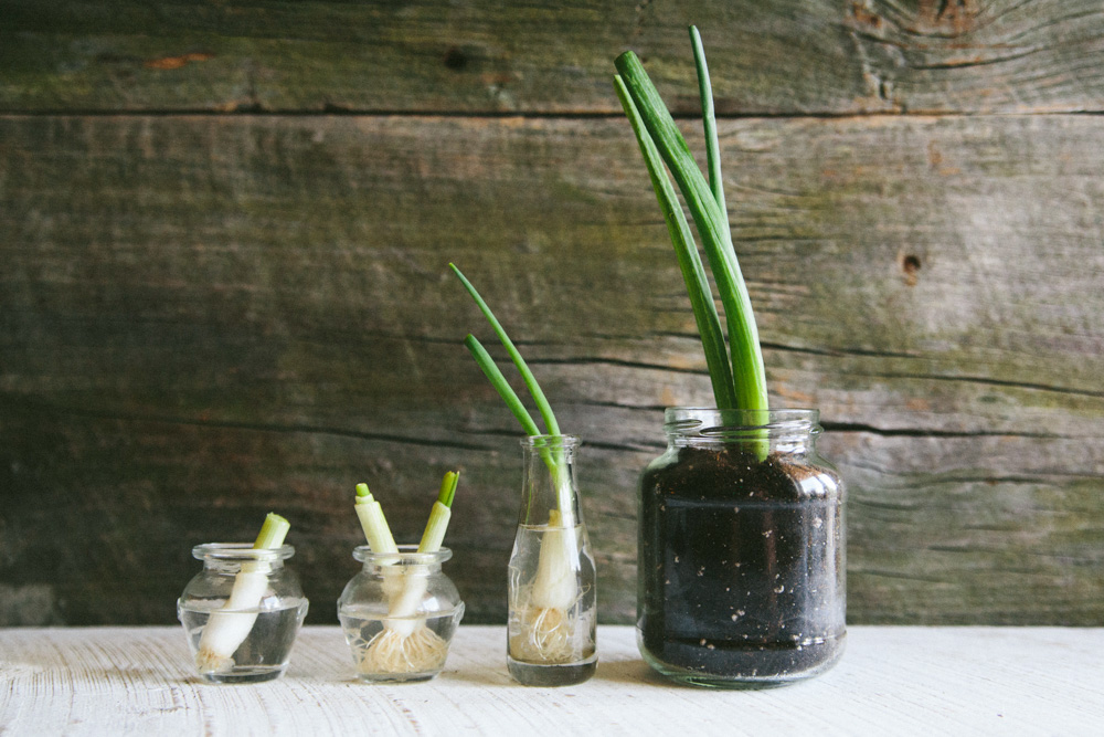 regrowing green onion