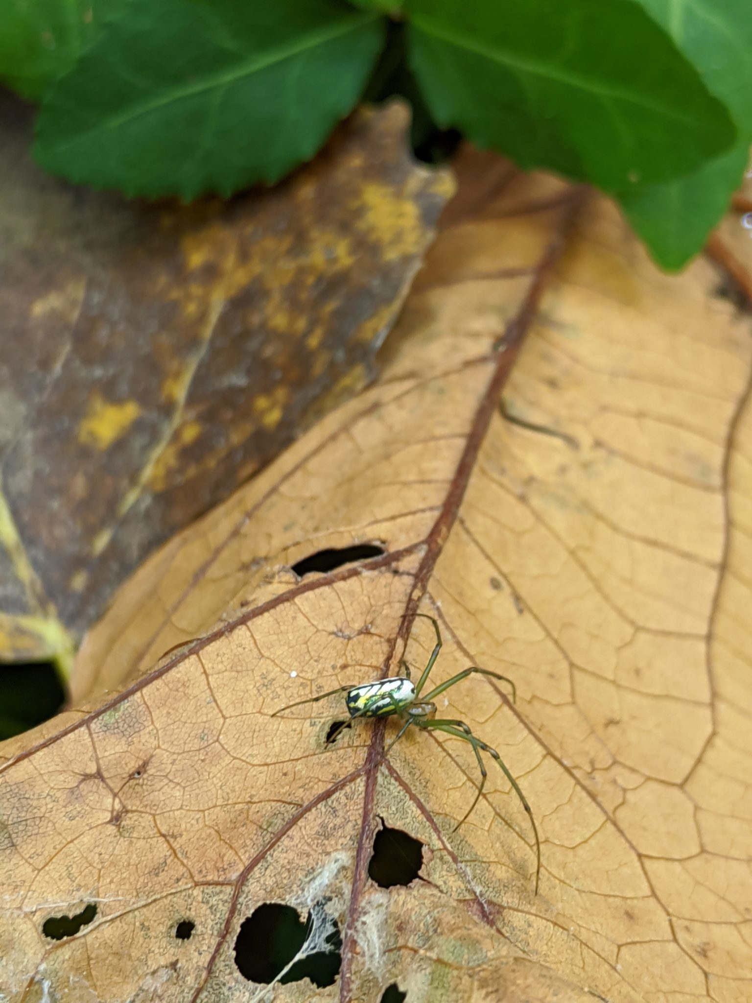 Orchard Orbweaver