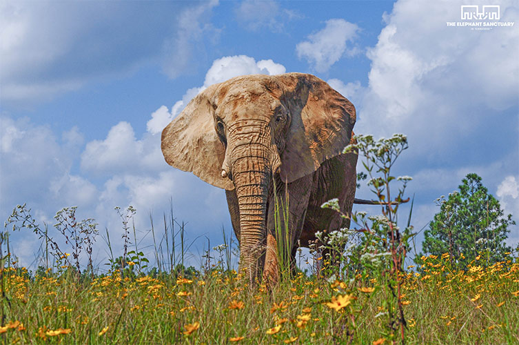 Elephants on World Wildlife Day