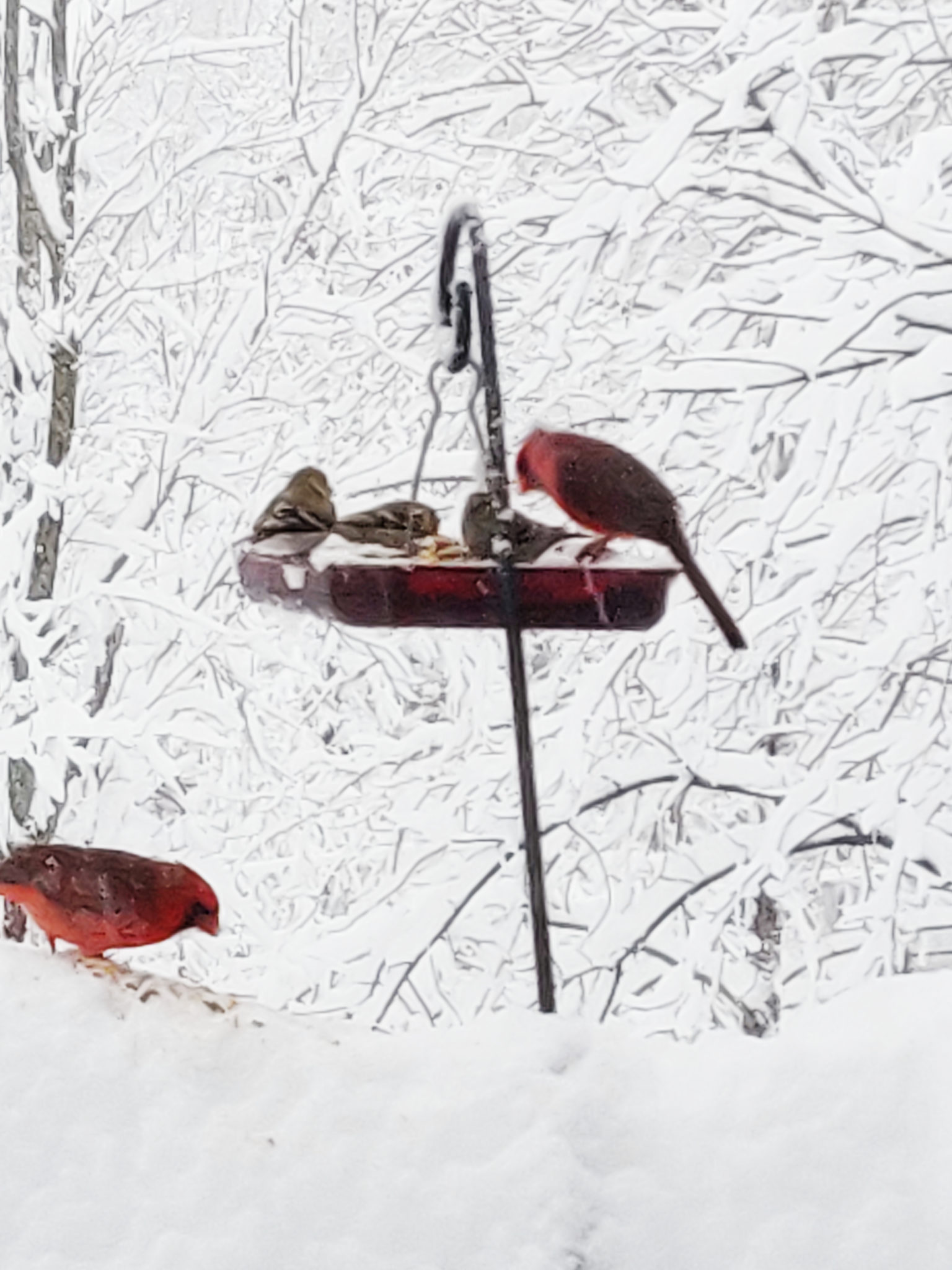 Winter bird feeder