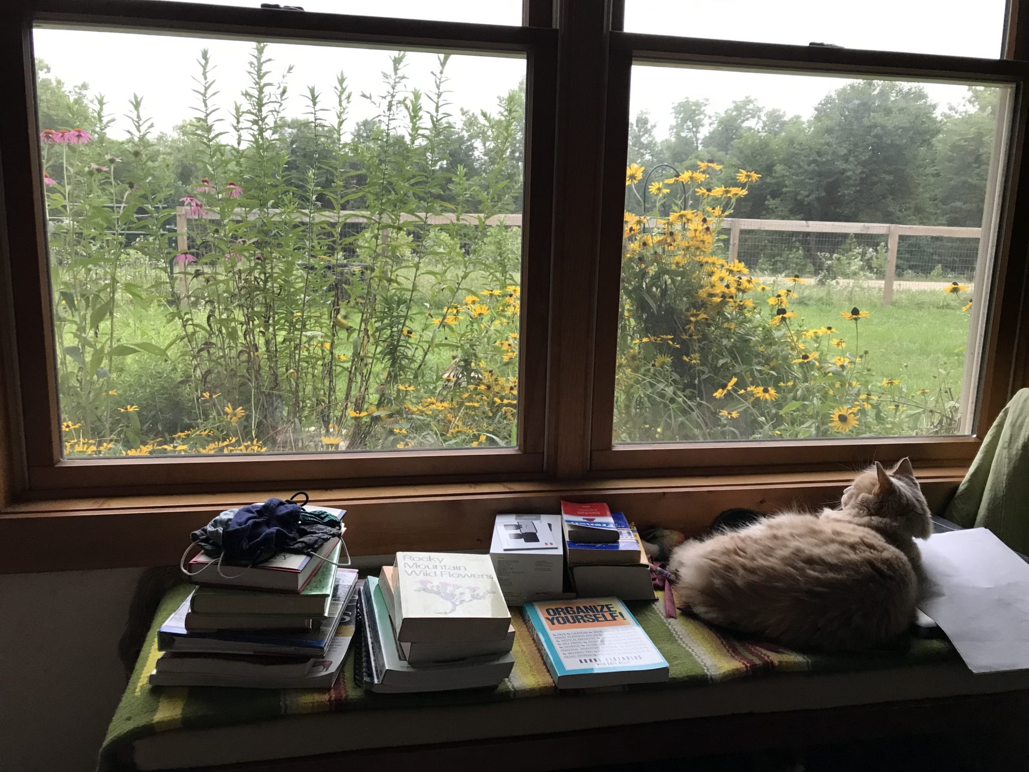 The view through a window into a garden, with a cat on the bench in the foreground.