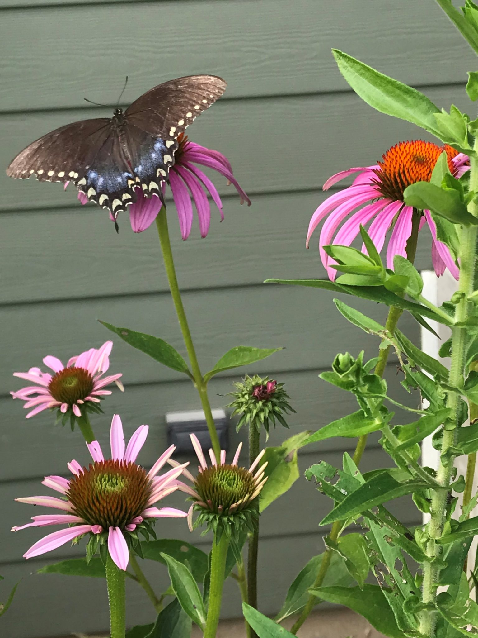 Parsnip Swallowtail butterfly on a coneflower.