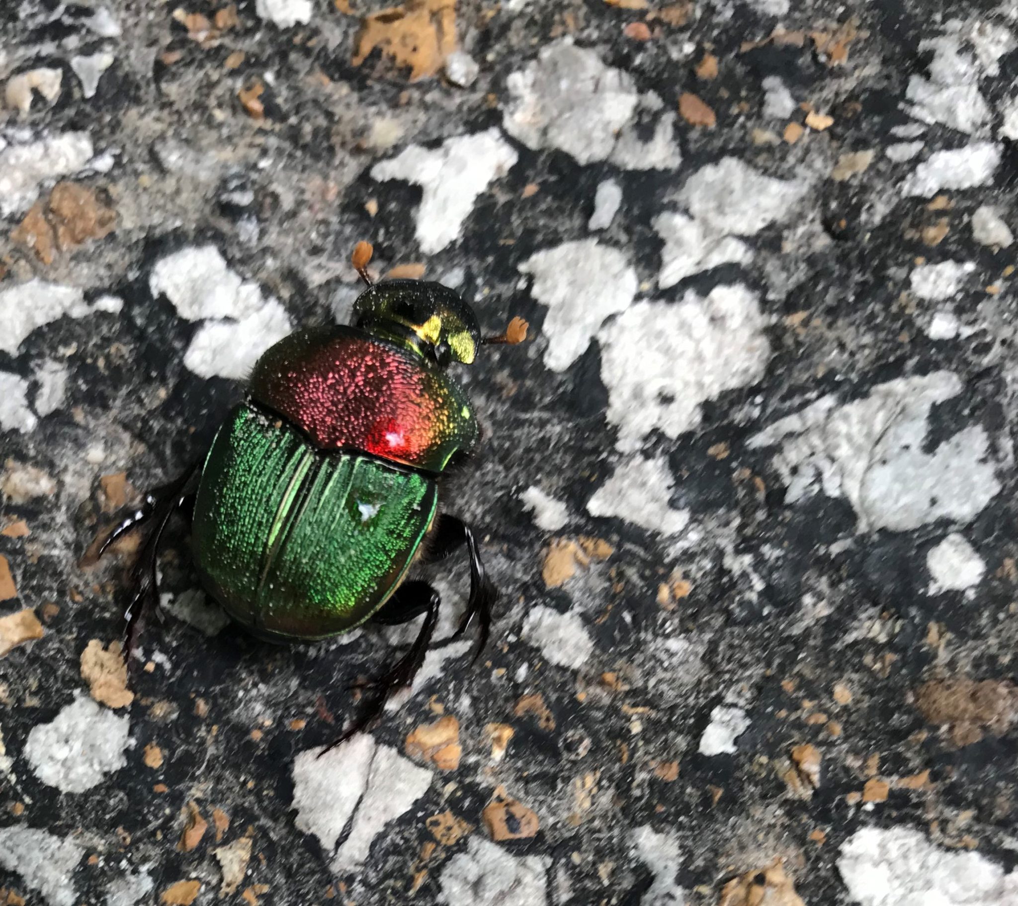 Rainbow Dung Beetle