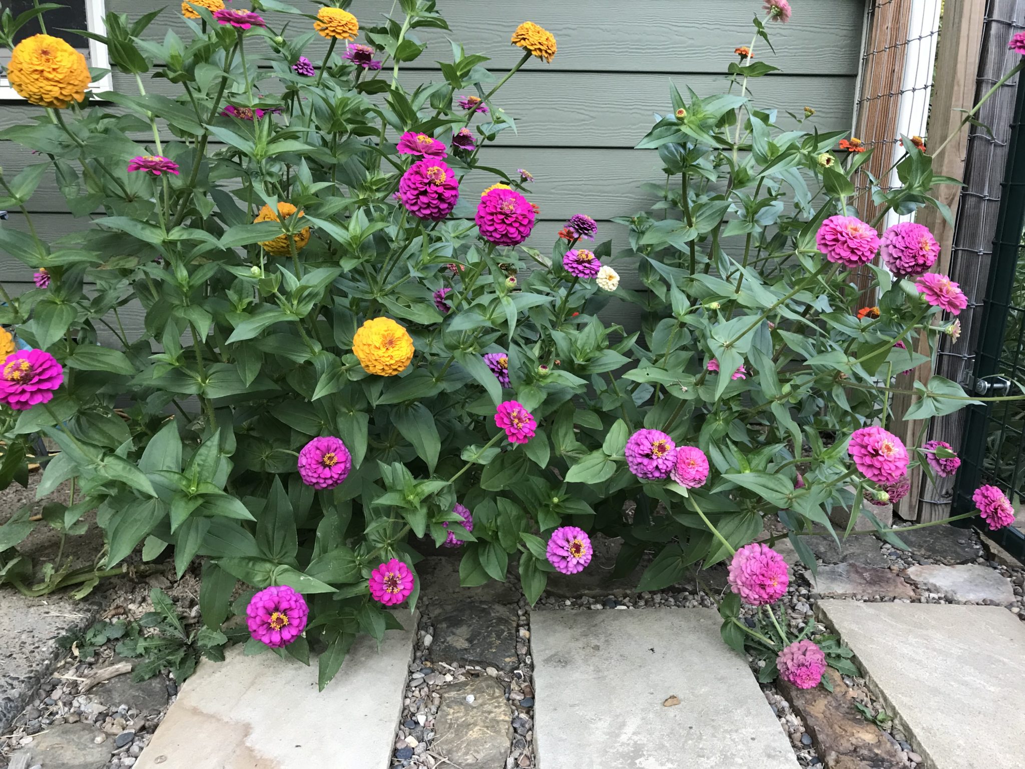 Zinnia Flowers