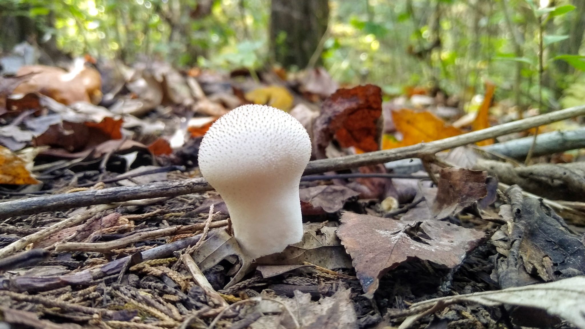 A very small, white puffball mushroom surrounded by sticks and dead leaves on the forest leaves. 