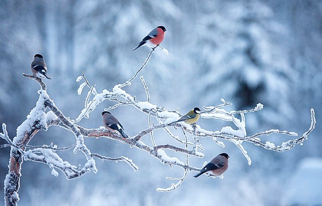 Birds on a snow covered branch in winter