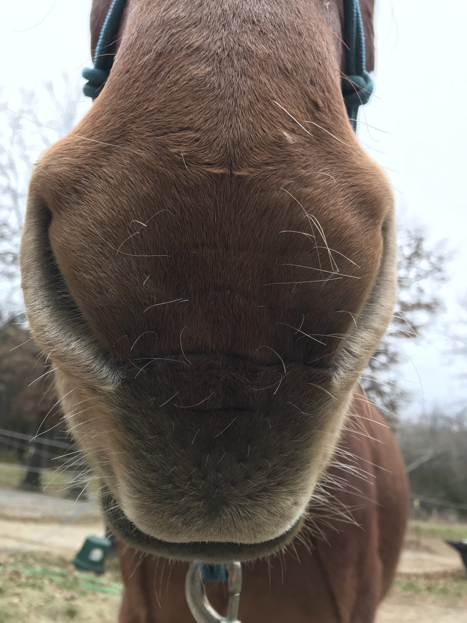 close-up picture of a mule's nose