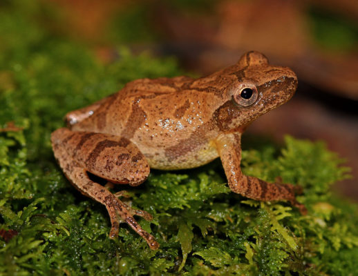 Spring Peepers Freeze Three Times Before Spring