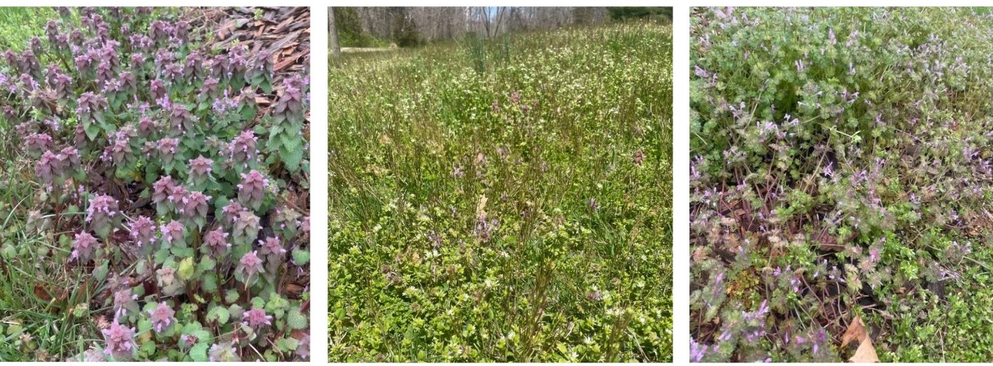 Three images of native wildflowers/weeds. The left image features a close-up of dead nettle. The center image features a field of henbit, dead nettle, and clover. The right image features a close-up of henbit.