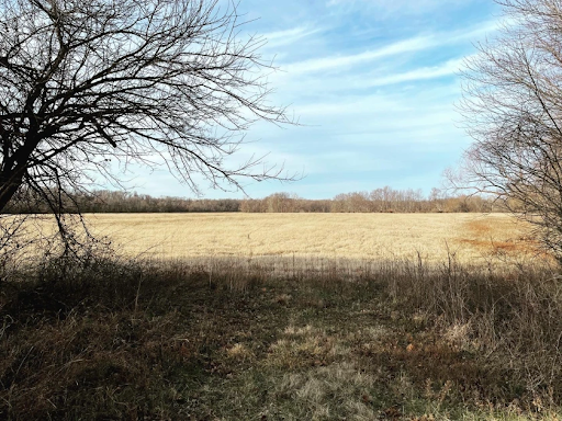 Field of grass