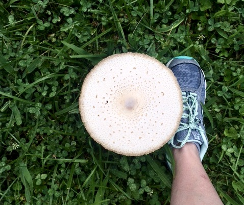 Large flat mushroom next to shoe