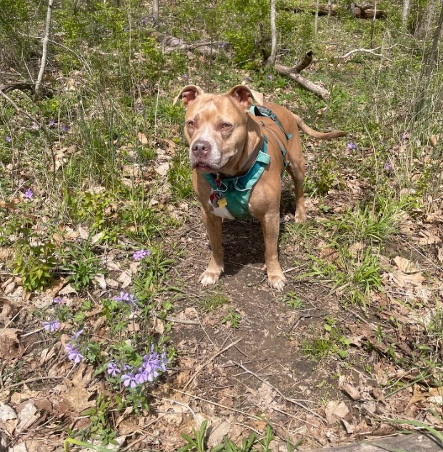 Image of a tan and white pitbull standing amidst patches of blue phlox (which are a lavender color) in the woods of the Grindstone Nature Area.