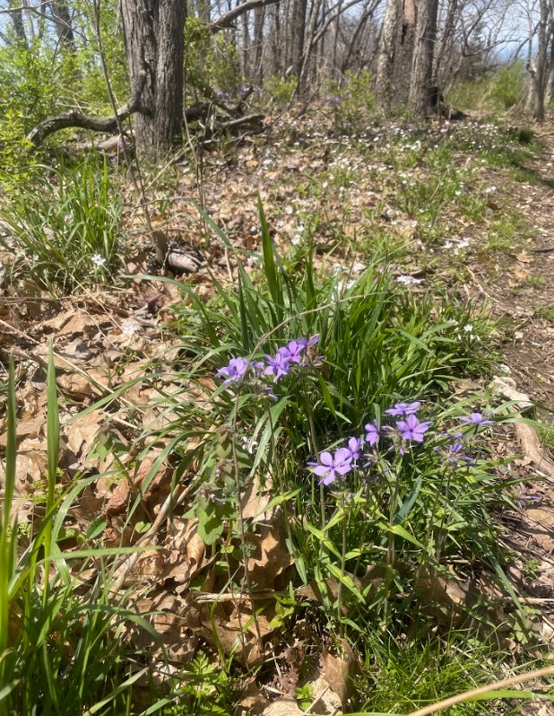 A close-up of Blue Phlox or Wild Sweet William flowers growing amidst grass tuffs and dried leaves on a rocky outcropping in the Grindstone Nature Area. The flowers are a deep lavender color.