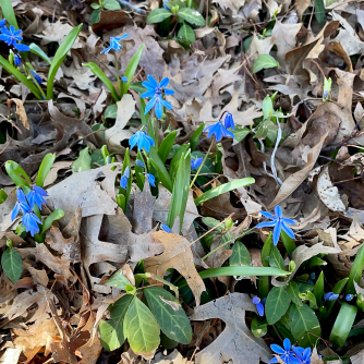 Blue Siberian squills