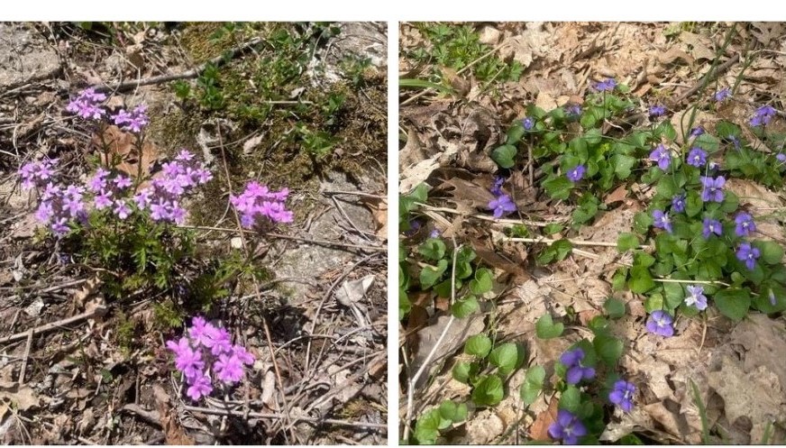 Two images of Missouri wildflowers. Left: rose verbena/vervain growing on a rocky hillside. Right: common violets blooming amidst dead leaves and twigs.
