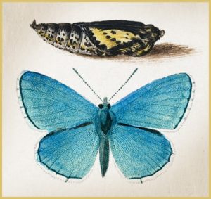 image of chrysalis and blue butterfly 