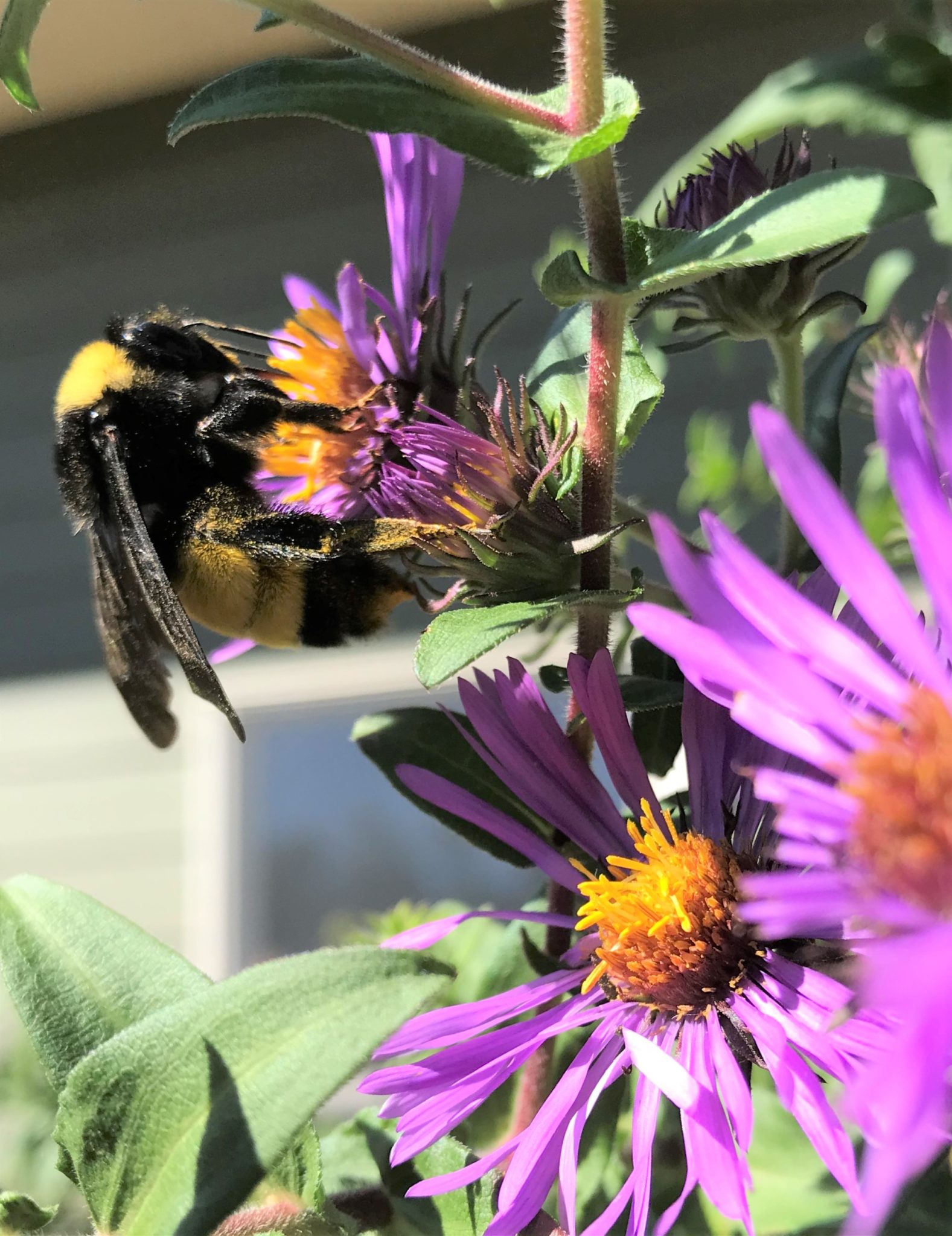 A black and yellow bumble bee feeds on a purple aster with a orange center.
