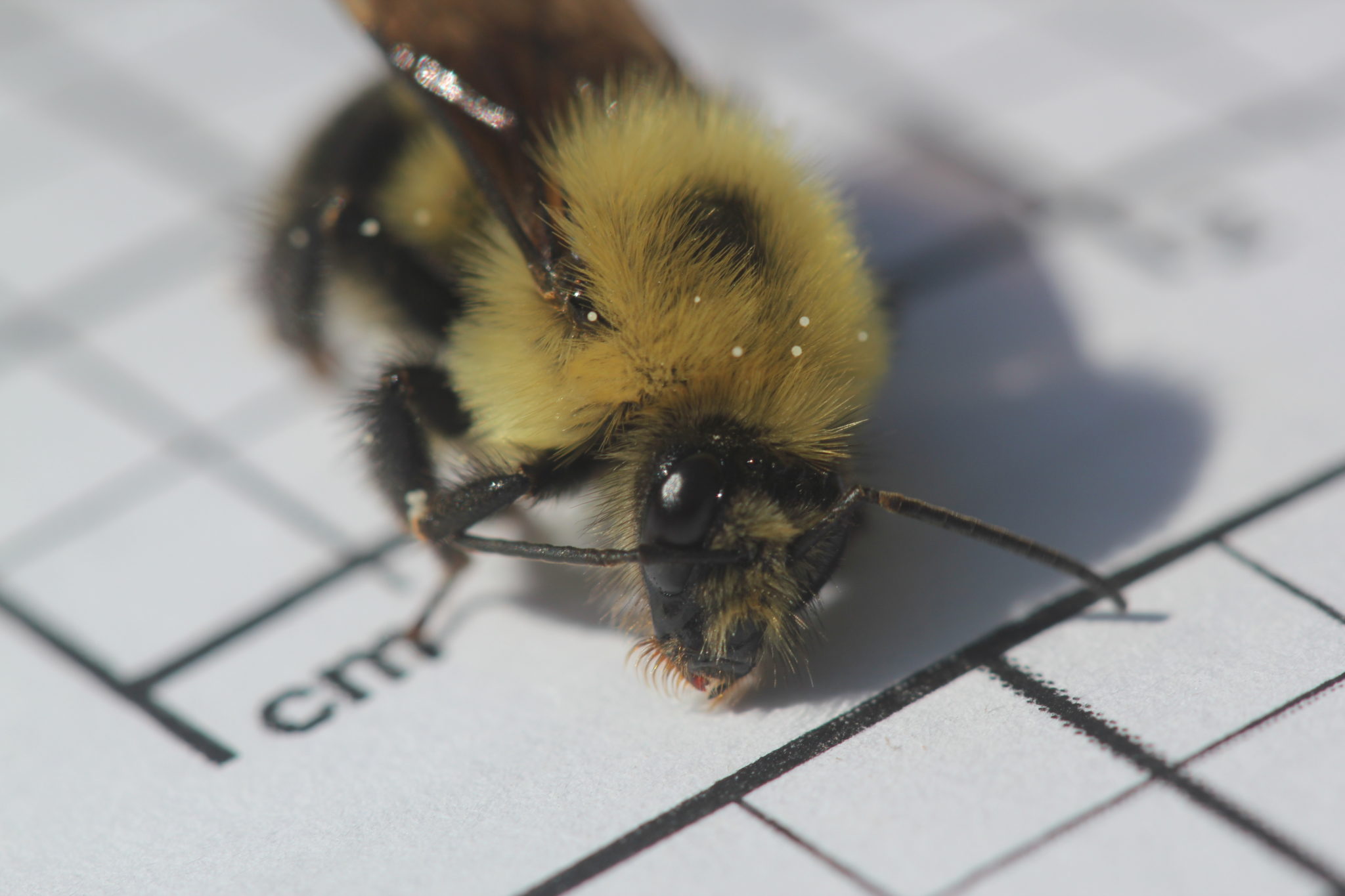 A black and yellow bee sits on a printed grid.