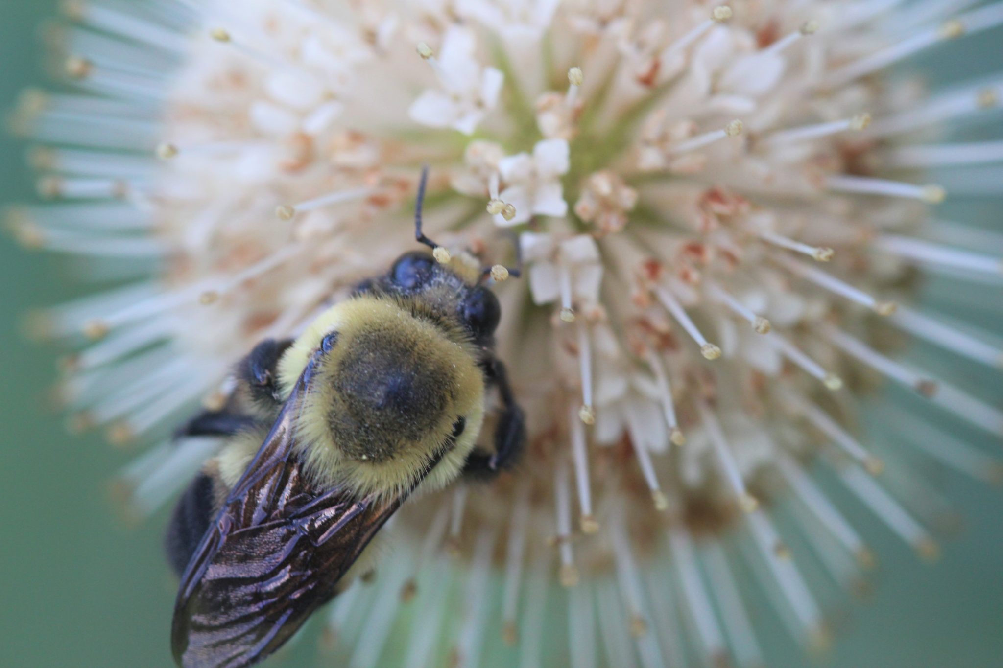 A black and yellow bee sits on a spikey spherical flower.