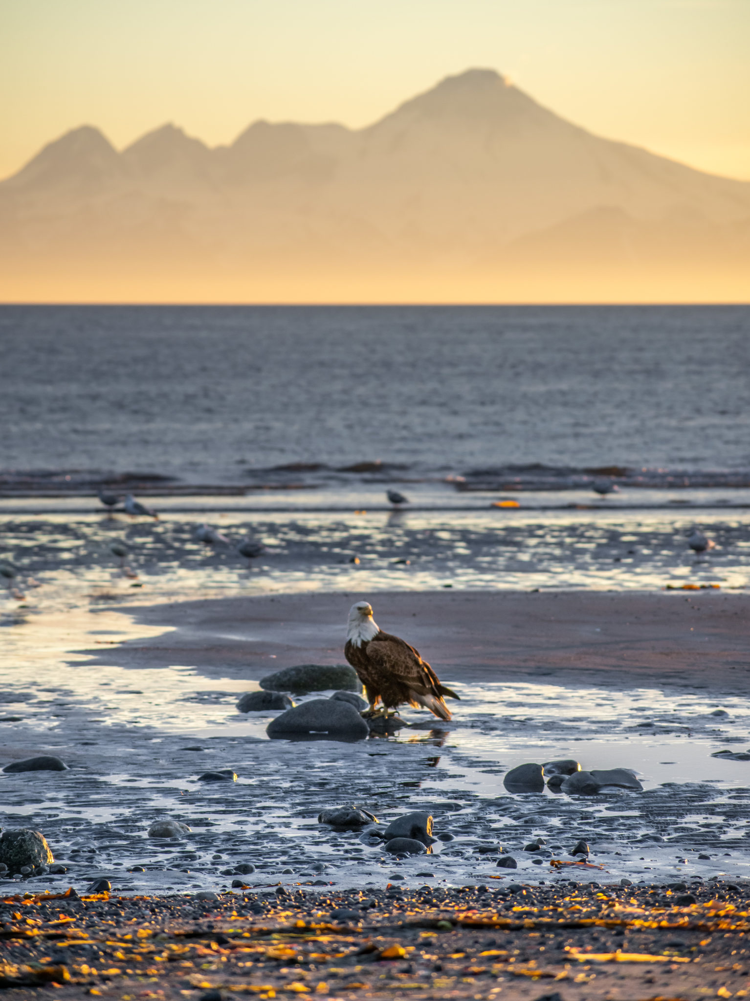 Eagle standing on rocky beach on Kachemak Bay-Pacific Ocean at twilight.
