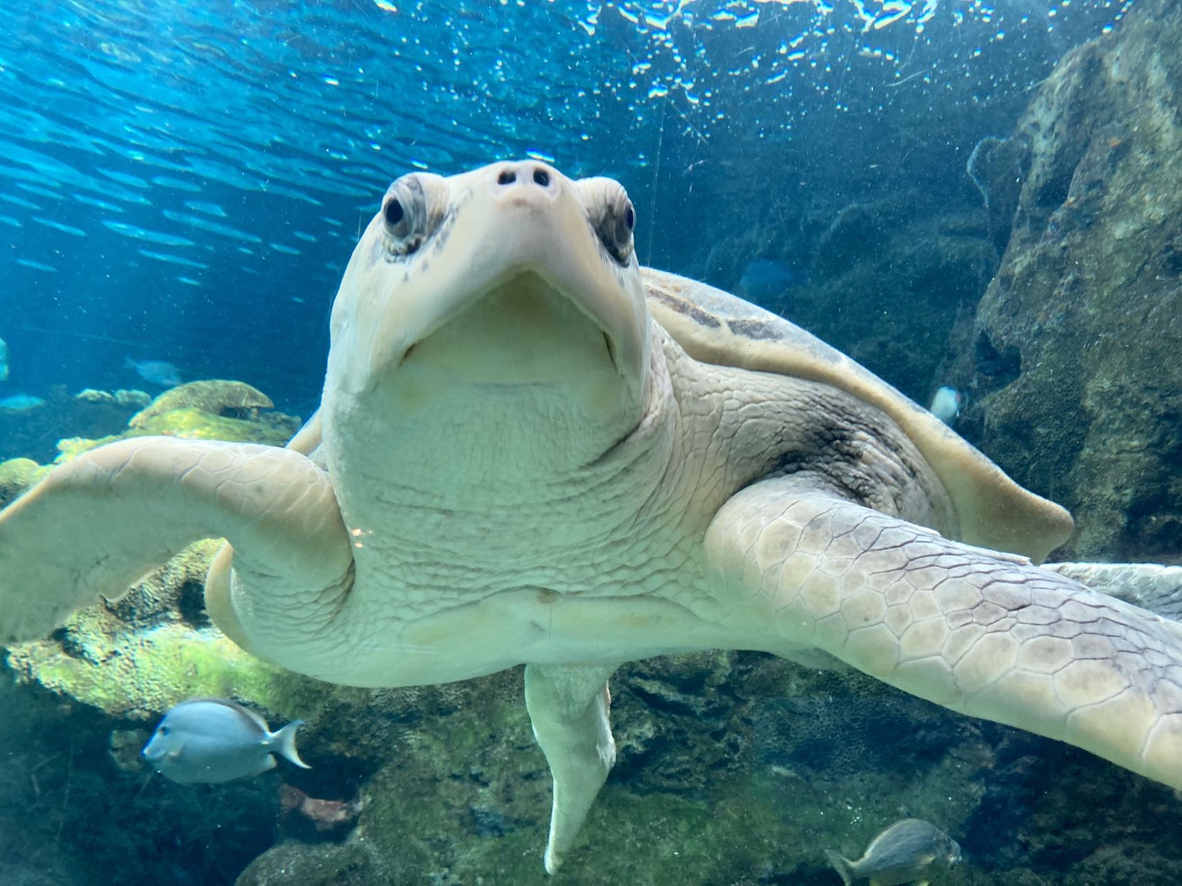 Close up of a sea turtle underwater.
