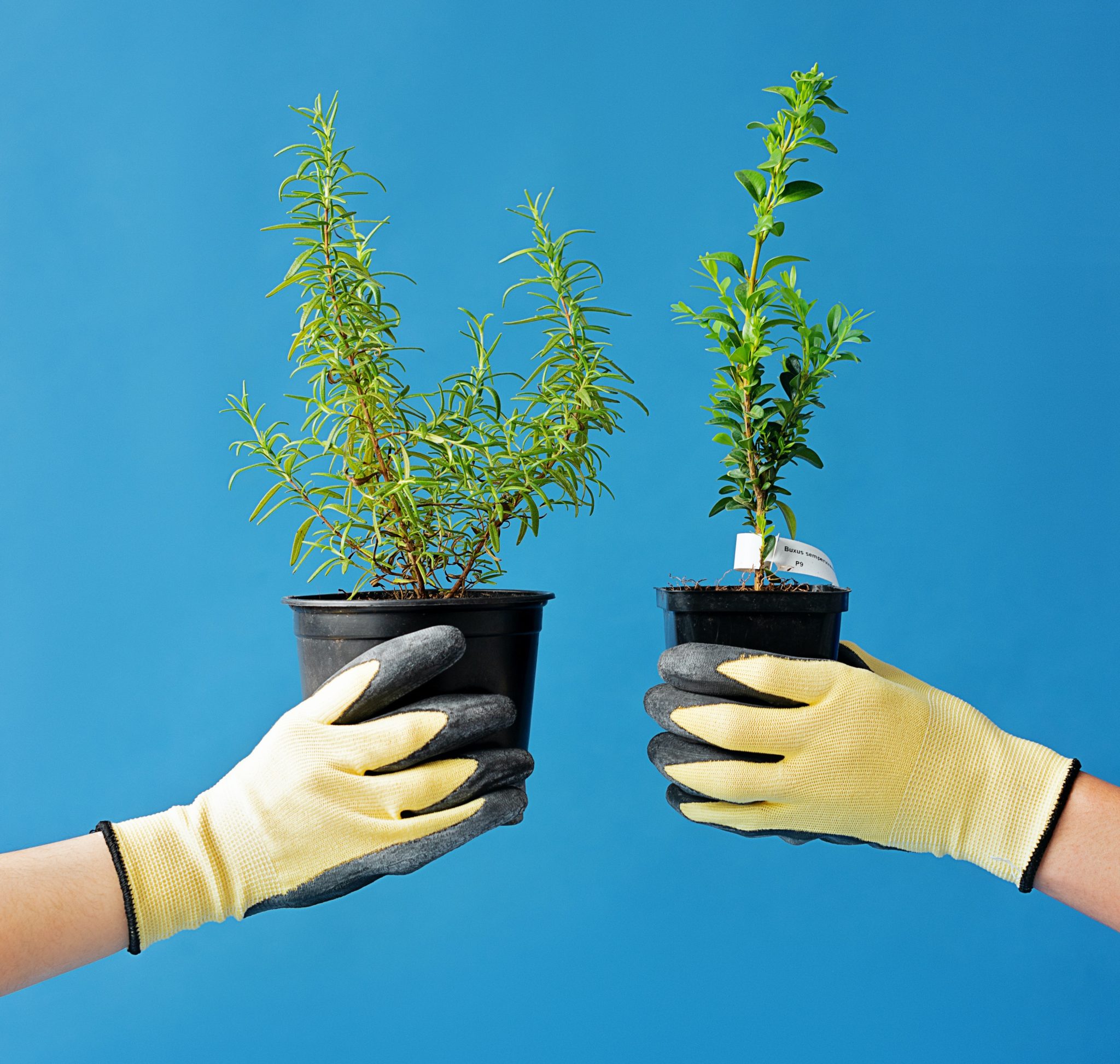 people trading plants in black nursery pots