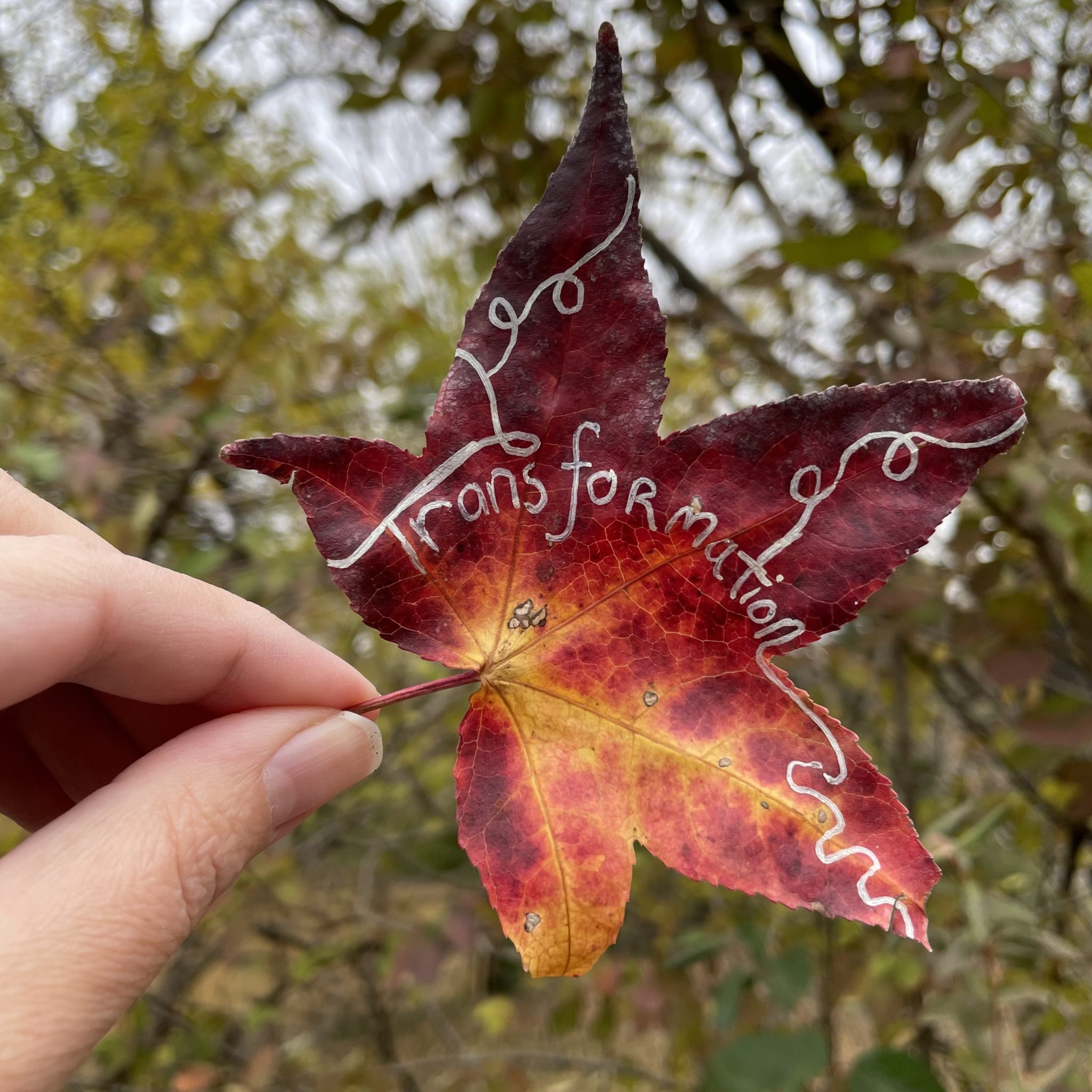 Photo of a white forefinger and thumb holding a red-yellow leaf with the word "Transformation" scrawled on it in silver sharpie.