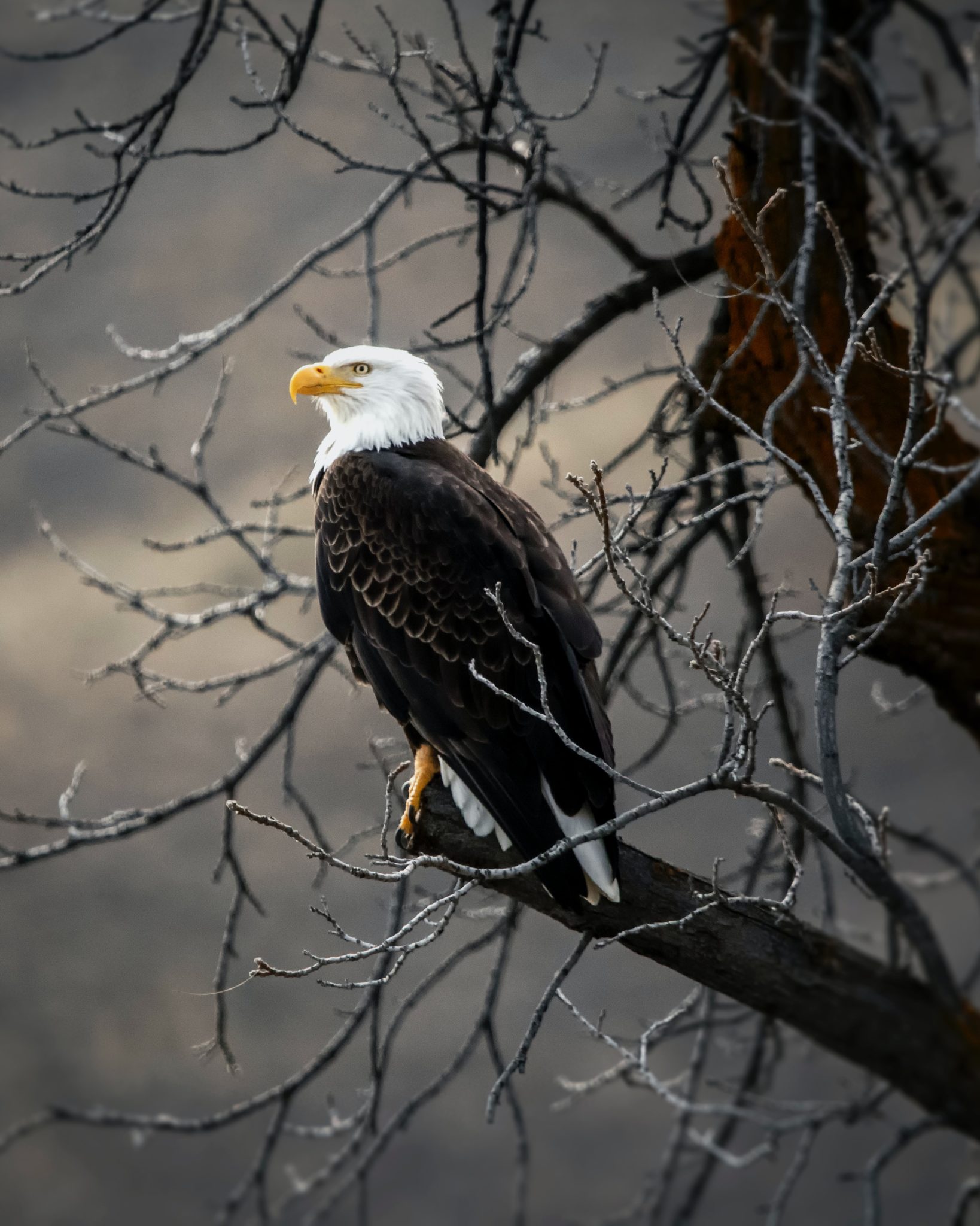 Eagle Days in Missouri