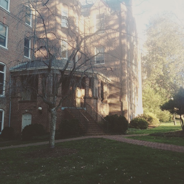 Photograph of a weeping birch tree in from a multistory brick building. The birch tree's branches are bare.