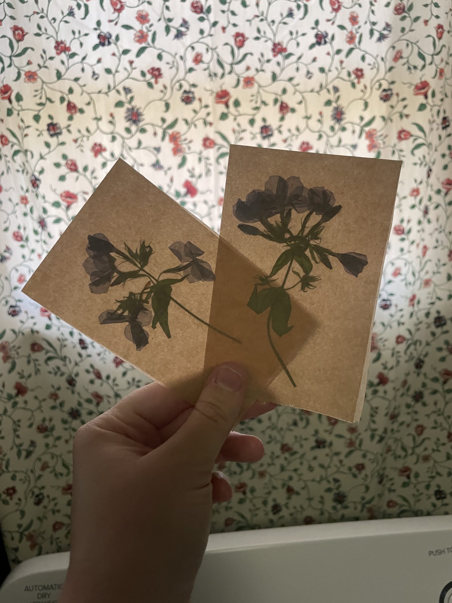 Photo of a white hand holding two fused pieces of waxed paper up to the light coming in through a curtained window. The light filters through the waxed paper to reveal the silhouette of two pressed phlox blooms (one per piece of fused waxed paper).