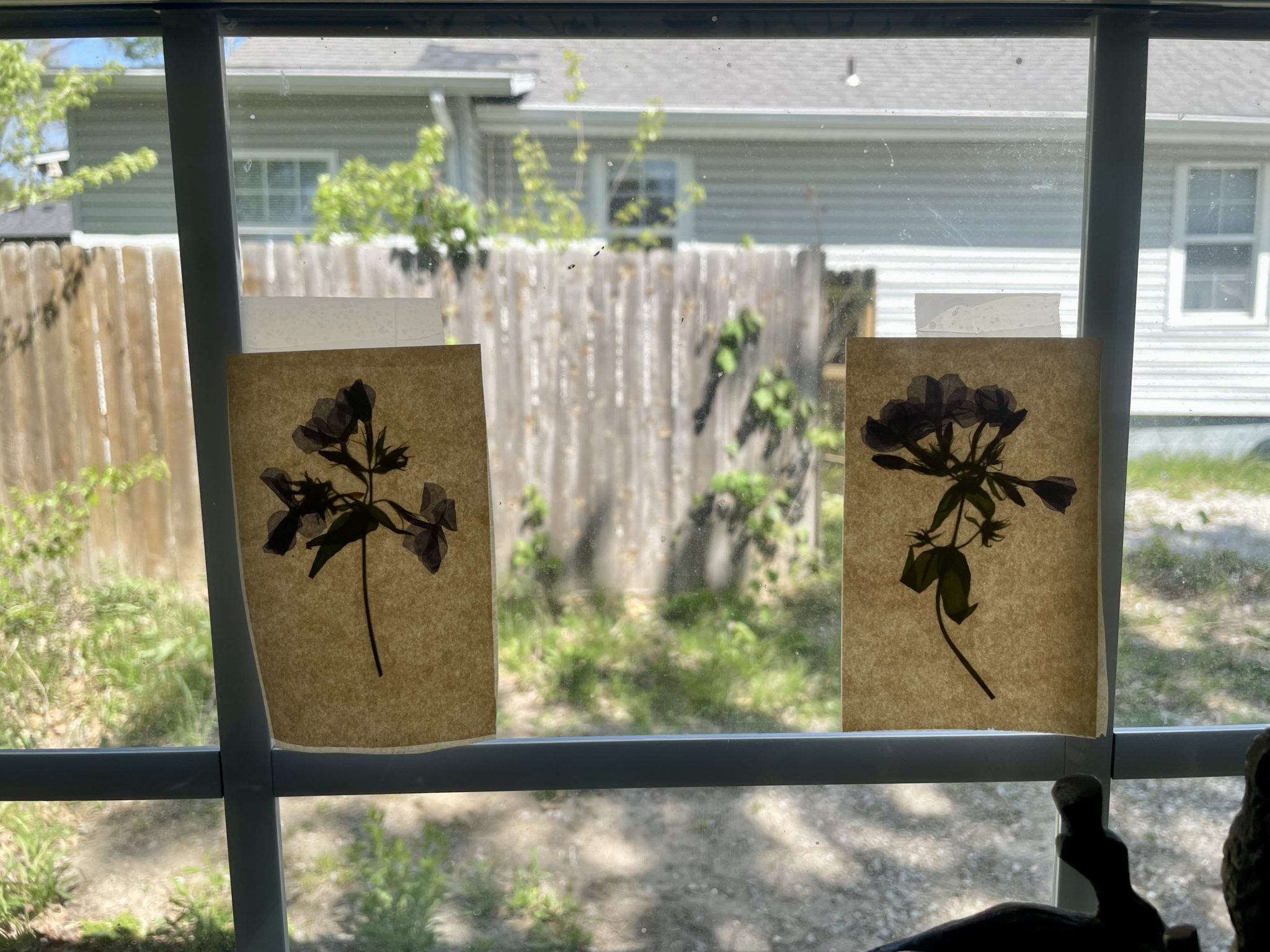 Photo of two fused waxed paper panels taped to a window. Within each waxed paper panel, a pressed phlox bloom is visible in silhouette as the light from the window filters through the waxed paper, similar to the transparency of stained glass.