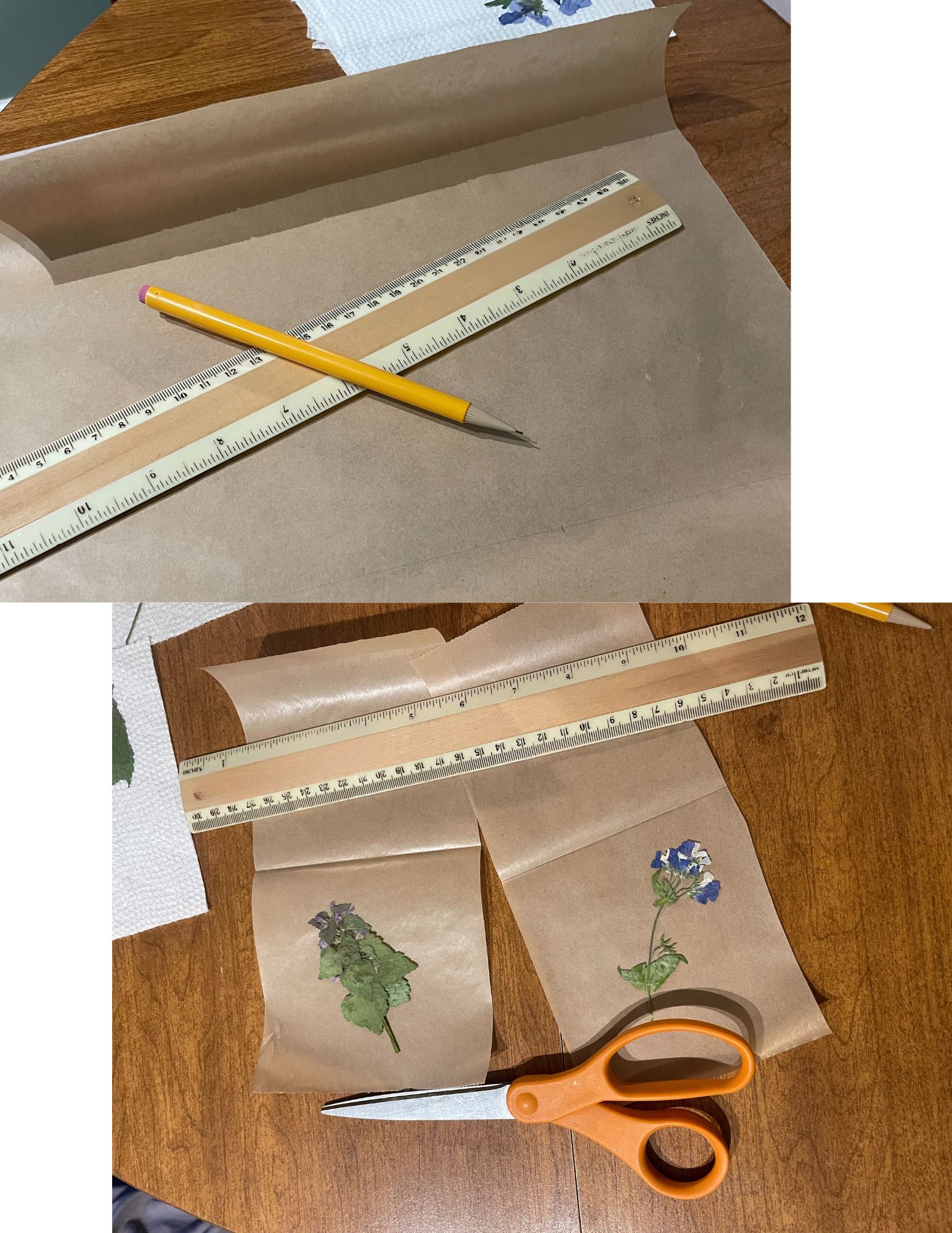 Two photos illustrating how to measure and cut out the waxed paper panels for this craft: the first photo shows a piece of marked waxed paper with a pencil and ruler laid on top. The second photo shows two 9-in x 4.5.-in pieces of waxed paper cut out and creased in the middle. Two pressed wildflowers (one purple dead-nettle and one blue-eyed Mary) are laid on top of the cut-out and creased waxed paper rectangles. A ruler is also laid over the top halves of the creased pieces of waxed paper while a pair of orange craft scissors are placed towards the bottom of the pieces of waxed paper, near the pressed wildflowers.