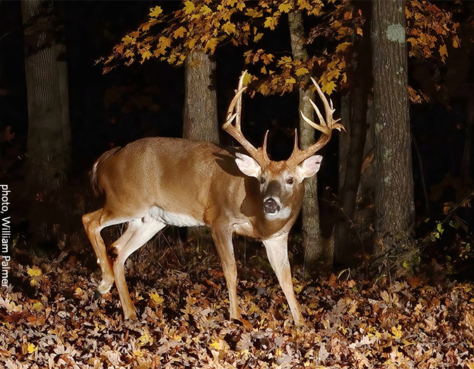 photograph of a buck, by William Palmer