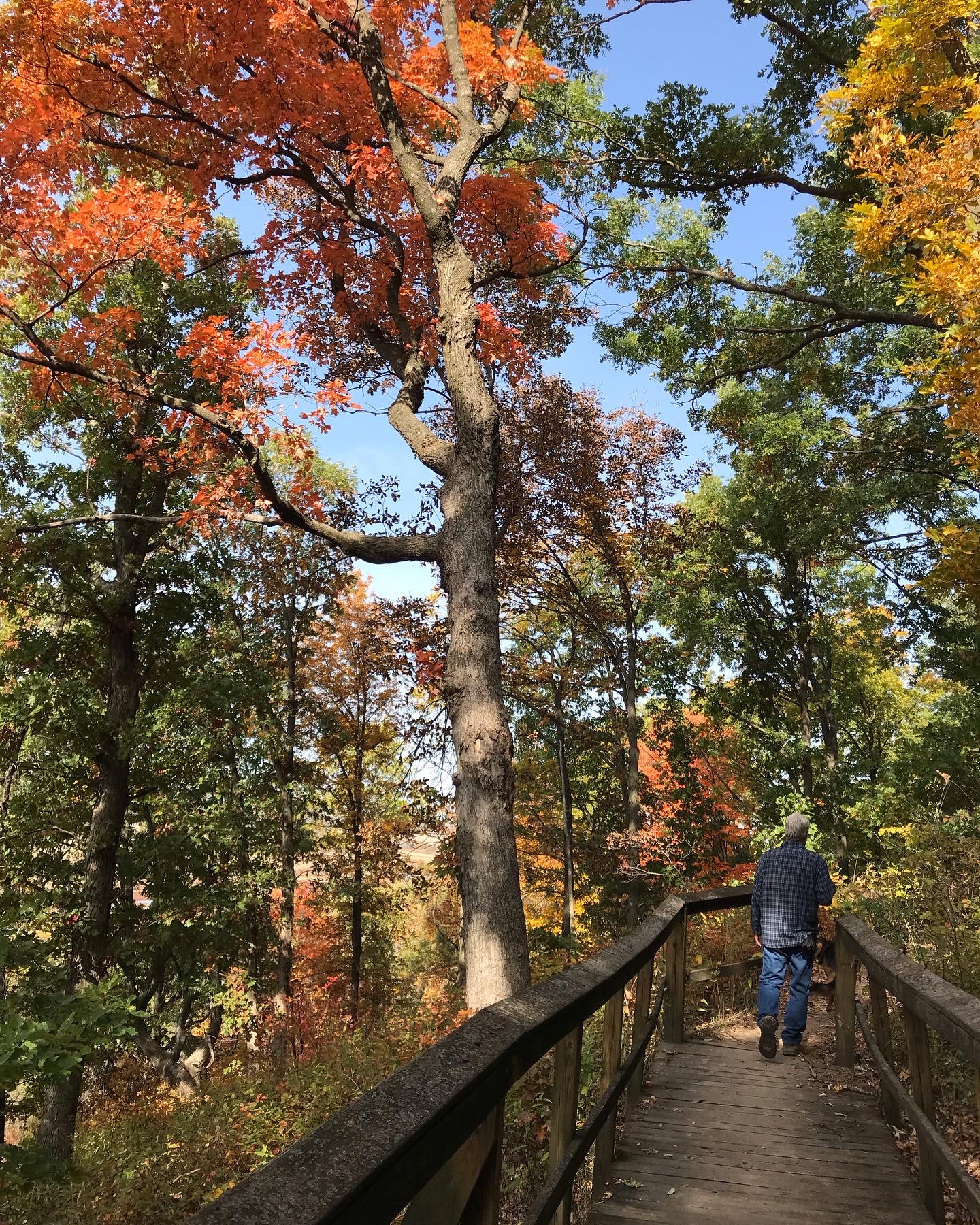 A man hiking along a board walk through a forest with fall colors.