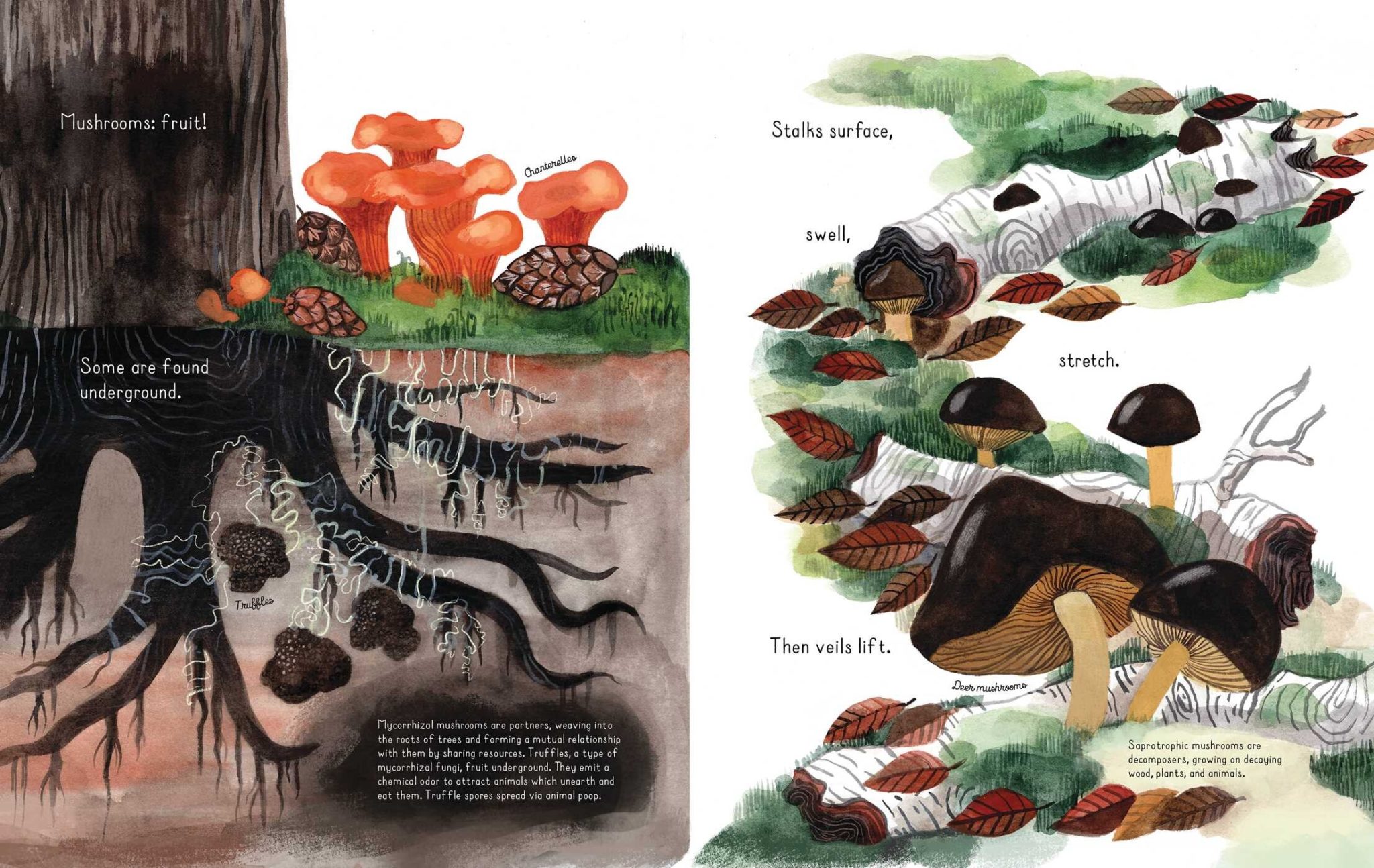 Page detail from the children's nonfiction picture book, "Fungi Grow," detailing how mushrooms visibly "fruit" from hidden fungal roots or mycelium buried deep underground. The particular fungi highlighted on this spread include the Chanterelle, the Truffle, and the Deer mushroom. 