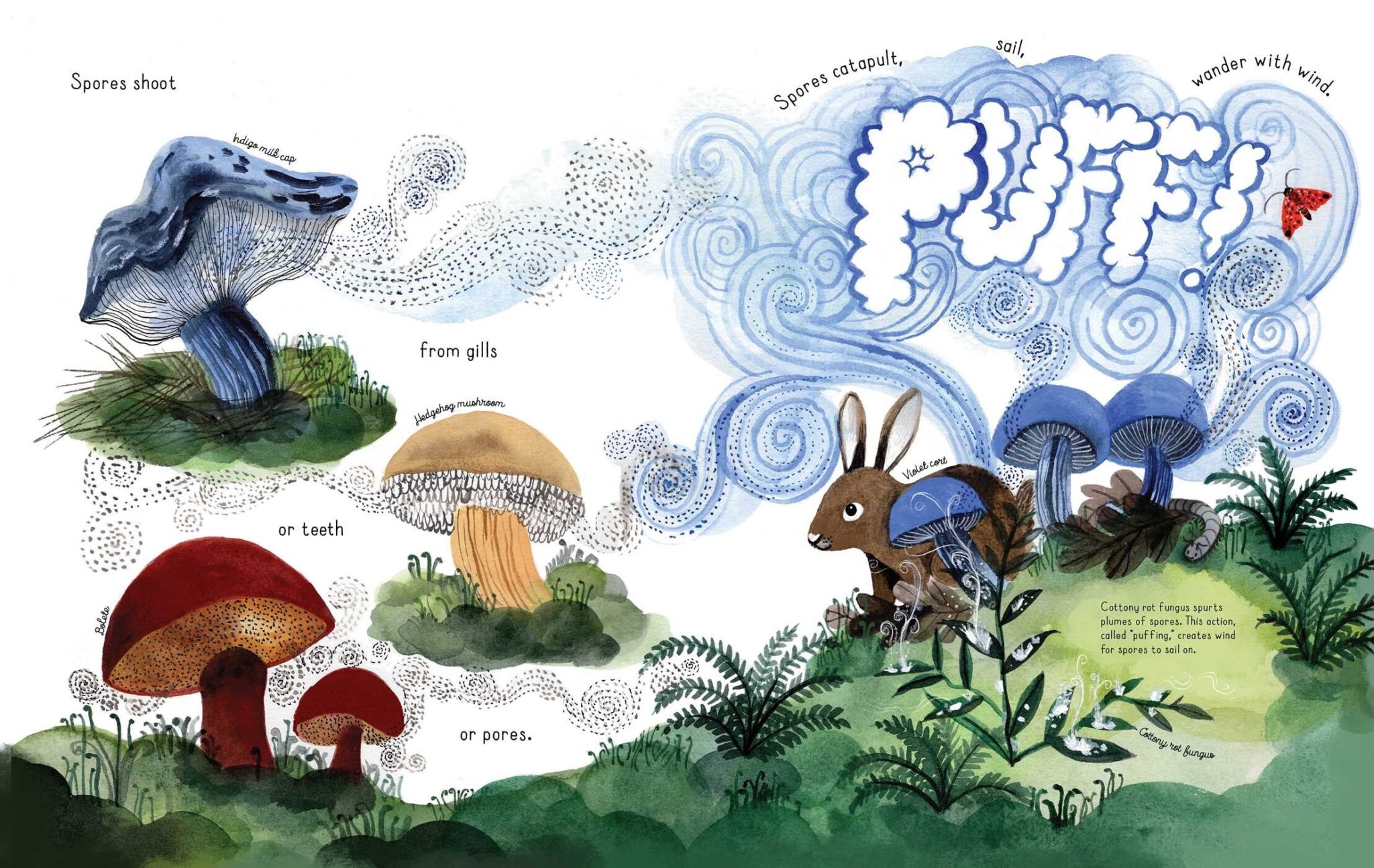 Page detail from the children's nonfiction picture book, "Fungi Grow," detailing how fungal spores can be carried off on a "puff" of wind after being "spurt[ed]" from the fungus's cap. The particular fungi highlighted on this spread include the Indigo milk cap, the Hedgehog mushroom, the Bolete, the Violet cort, and the Cottony rot fungus. 