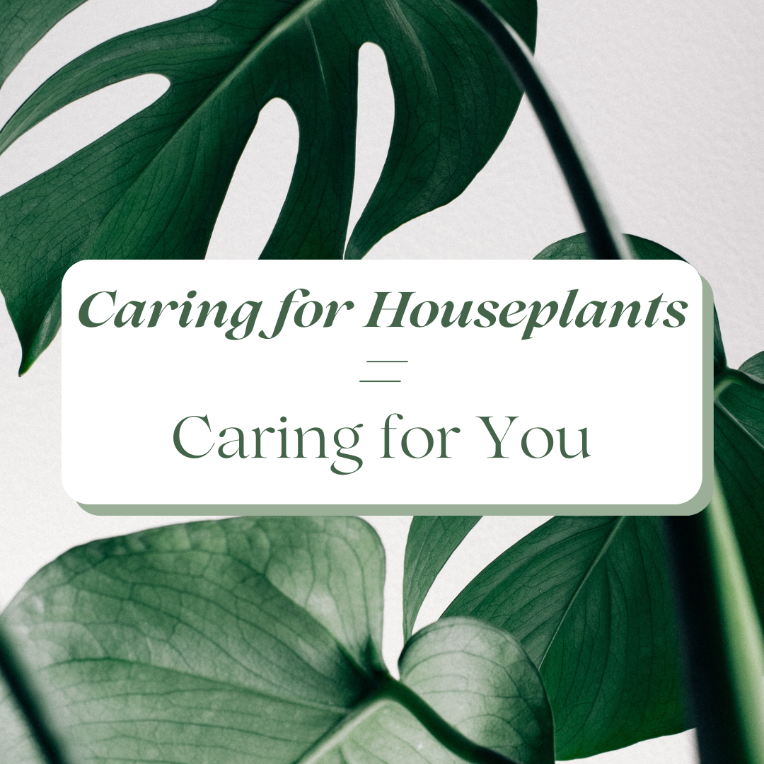 A close up of a plant with green leaves. Text reads Caring for Houseplants = Caring for You