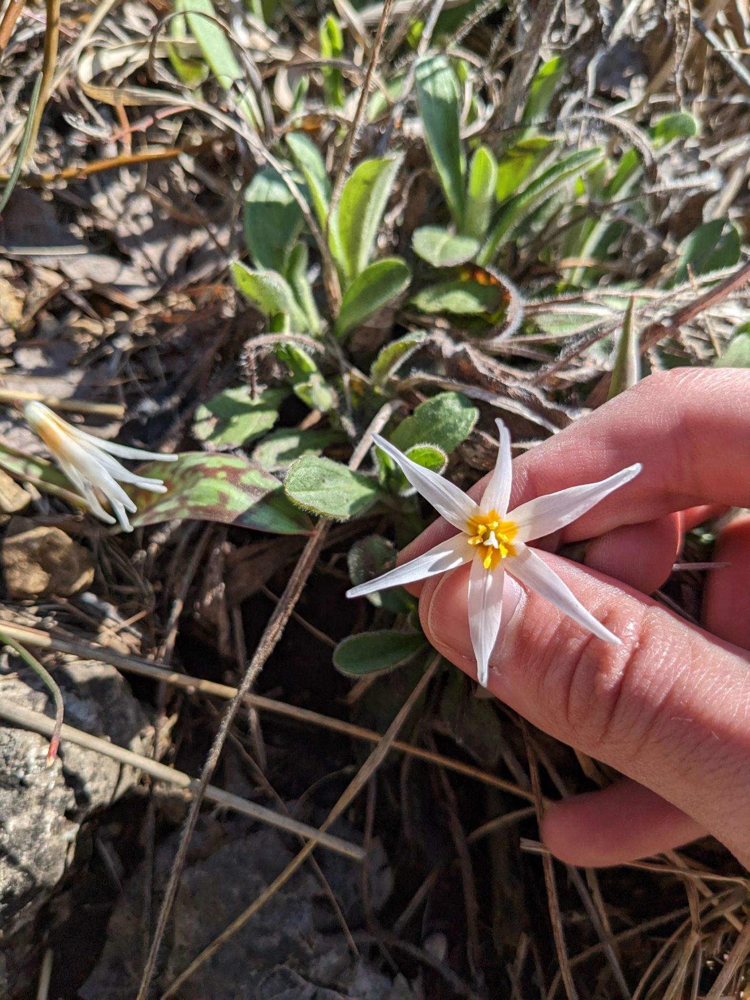 Trout Lily Flower